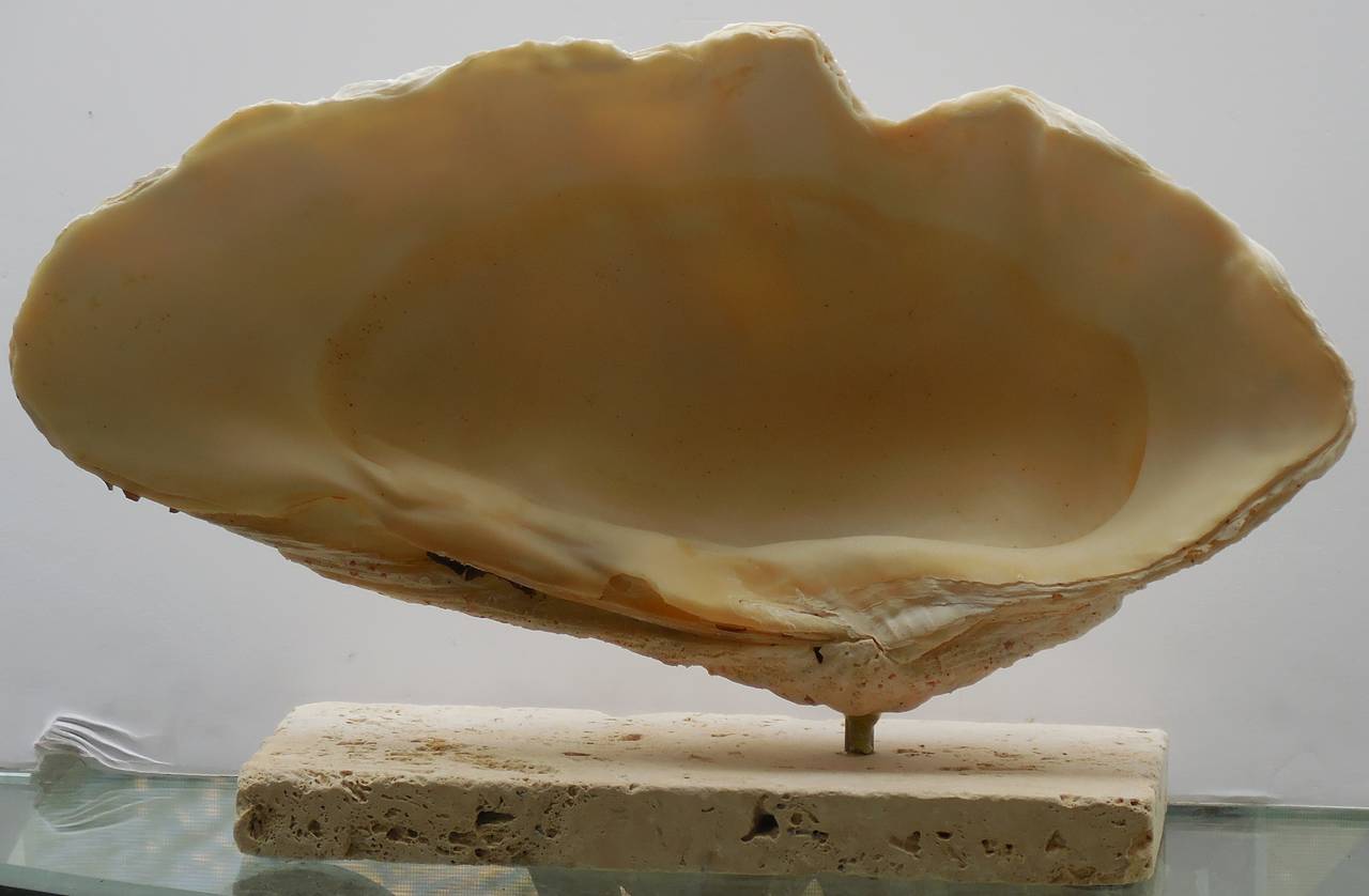 Elegant seashell mount on a coral base In Excellent Condition In Delray Beach, FL
