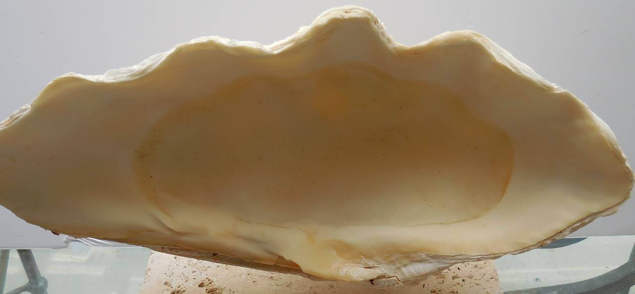 American Elegant seashell mount on a coral base