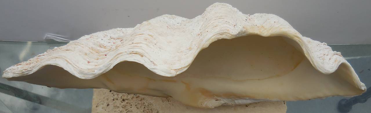 Beautiful natural seashell  mount on custom natural coral base great look of 
The sea.
Actual base size : 12x6 X 1.25 high