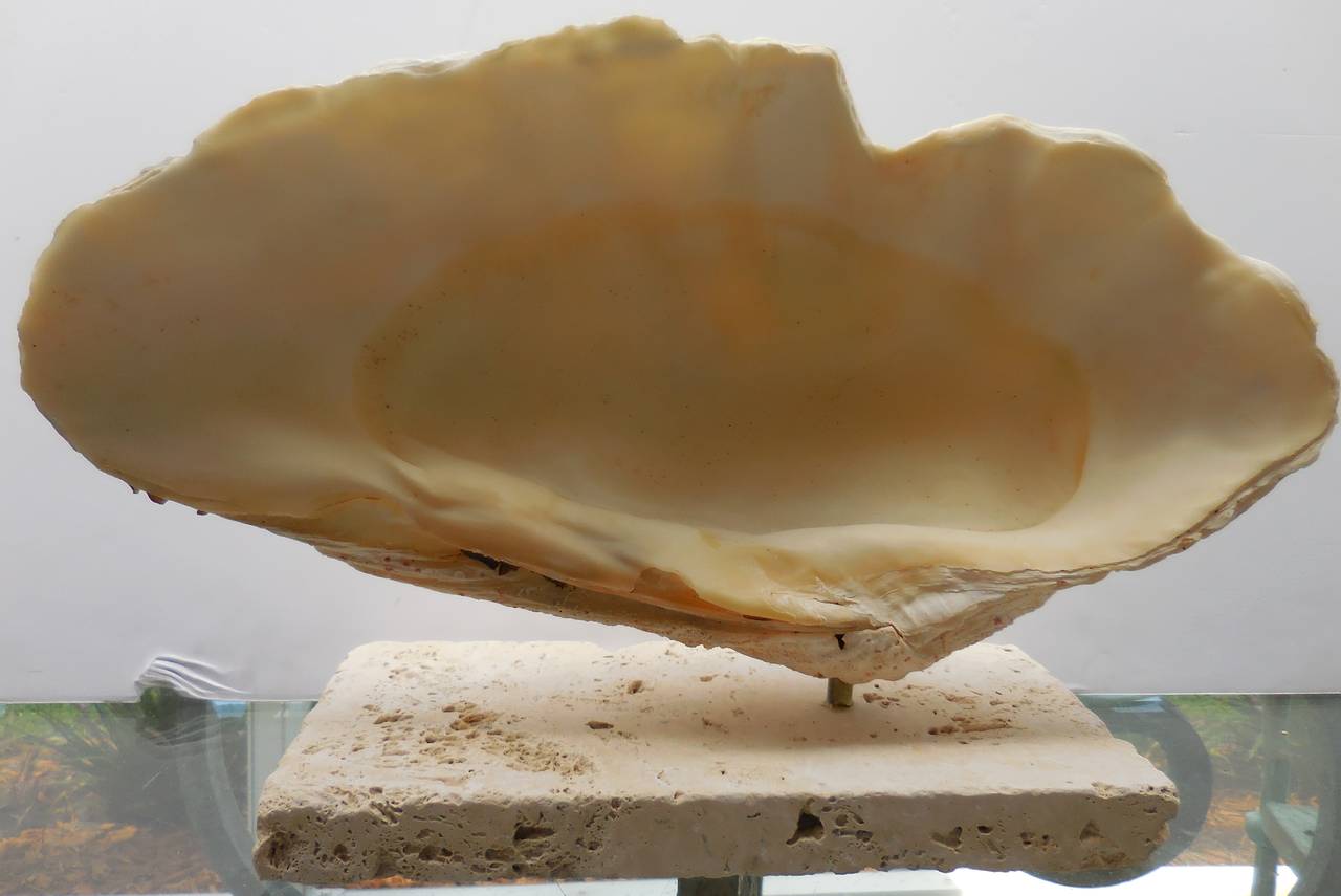 20th Century Elegant seashell mount on a coral base