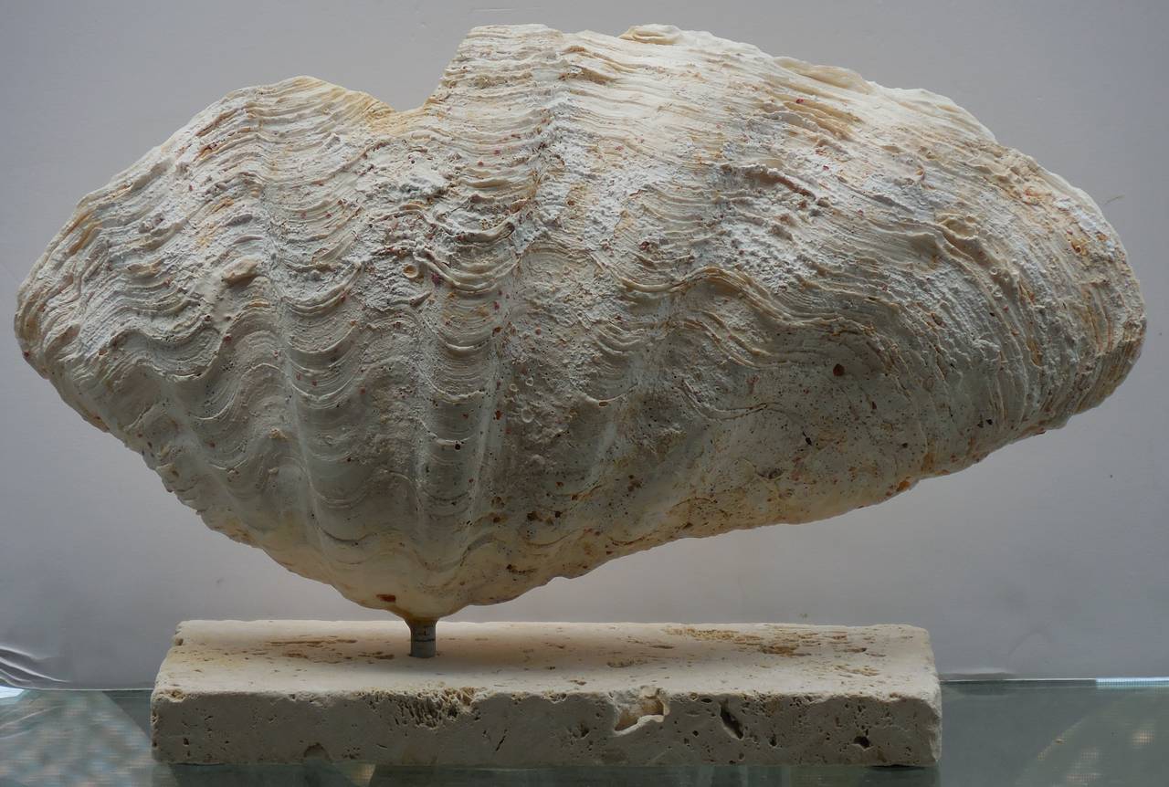 Coral Elegant seashell mount on a coral base
