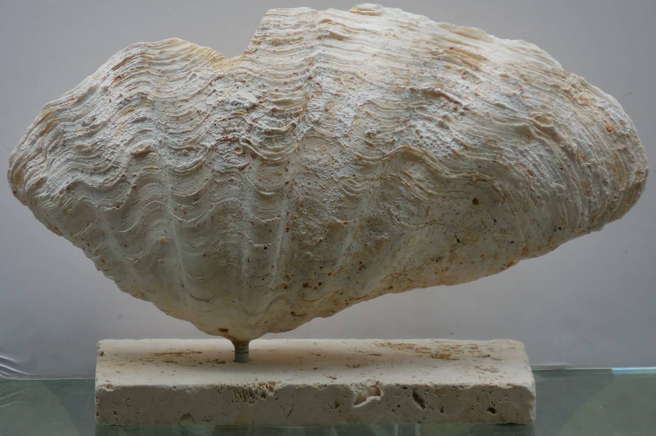 Elegant seashell mount on a coral base 2