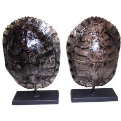 Pair of turtle shells