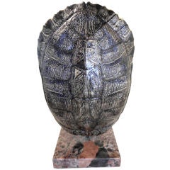 Turtle shell