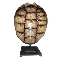 Turtle  shell