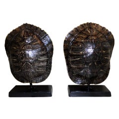 Pair Of Turtle Shells