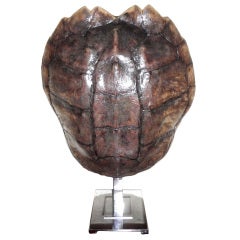 Beautiful turtle shell