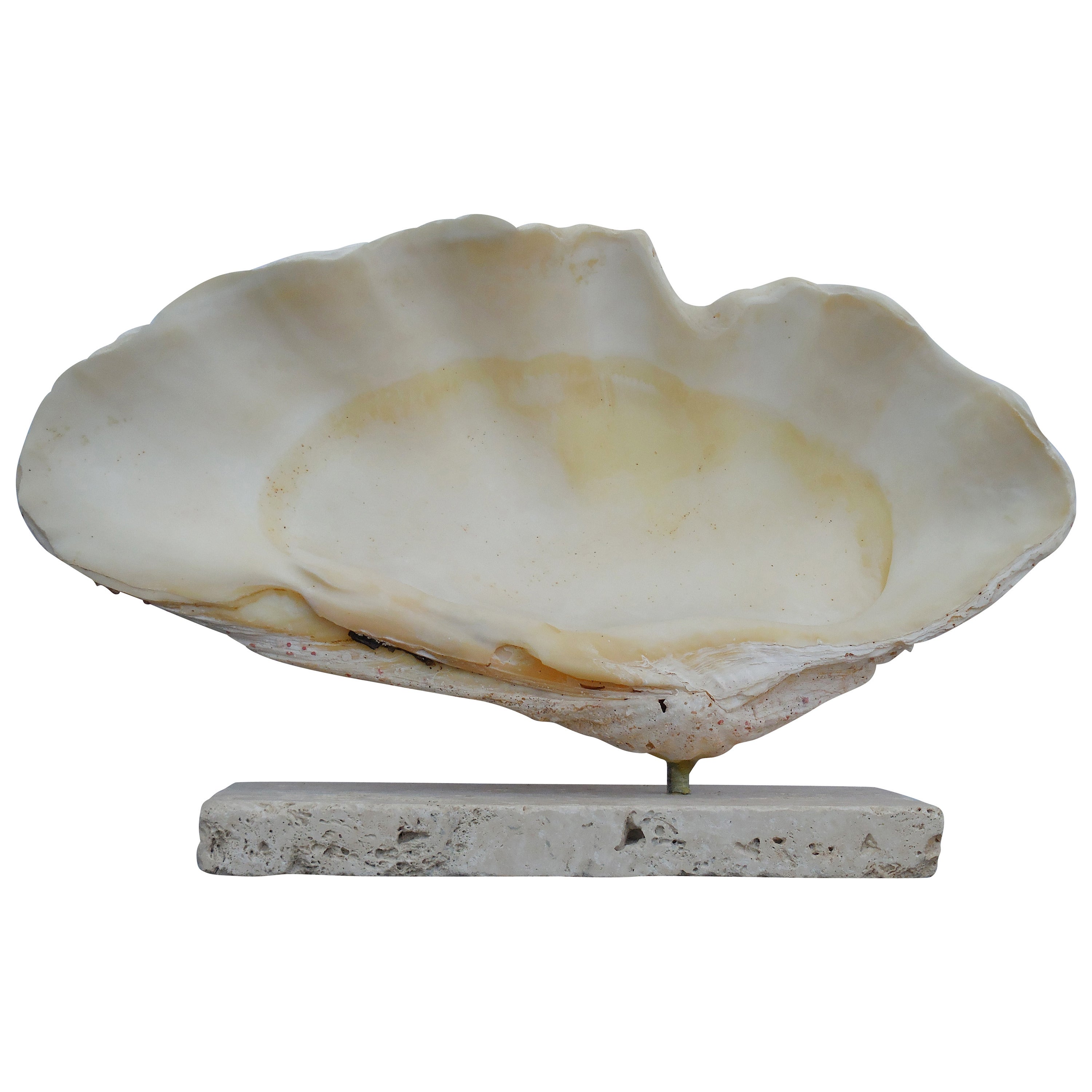 Elegant seashell mount on a coral base