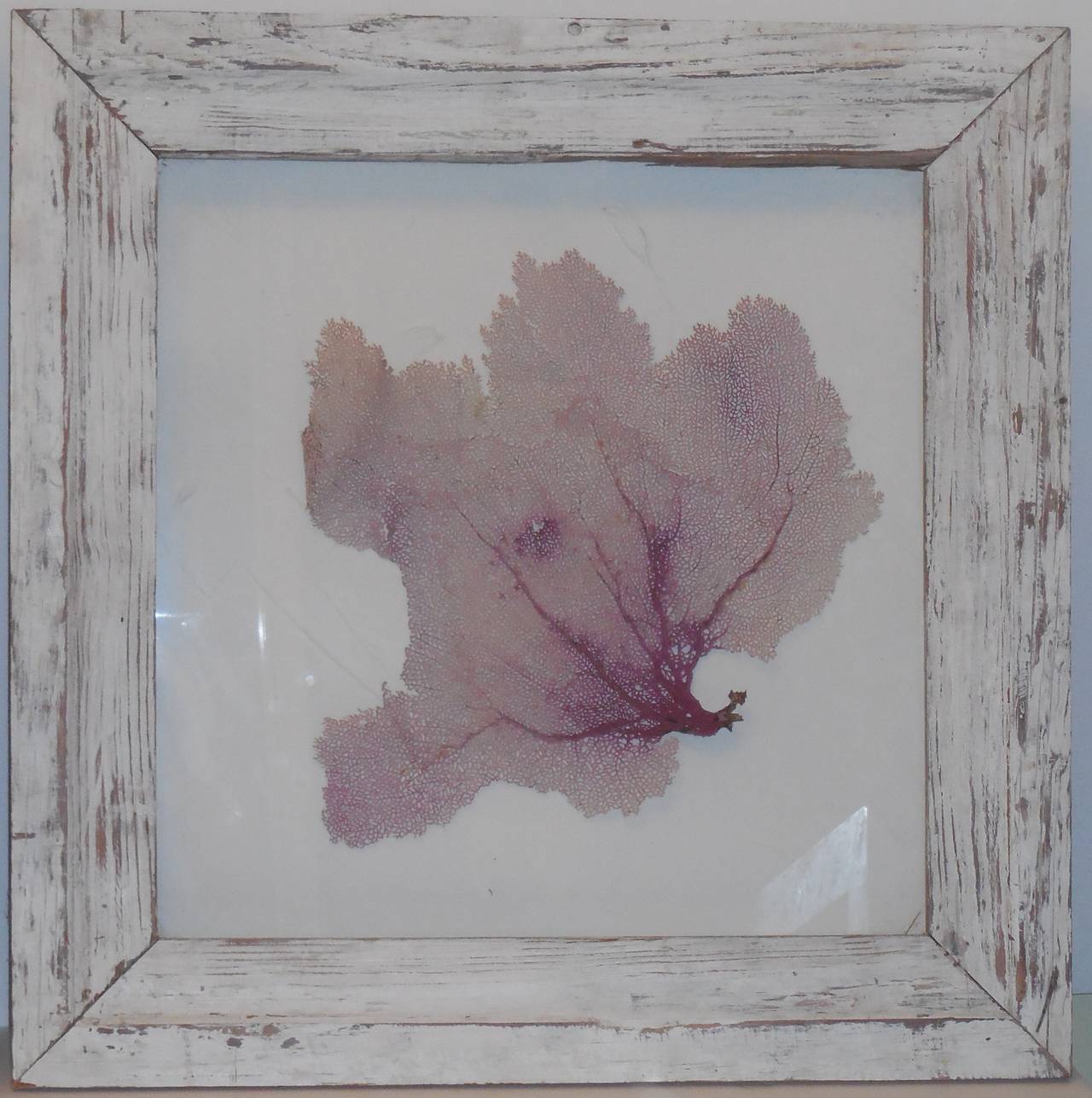 Pair of beautiful coral lay on white texture paint, framed in reclaimed wood.
Shadow box.
Great decorative item that will bring the beach to your house.