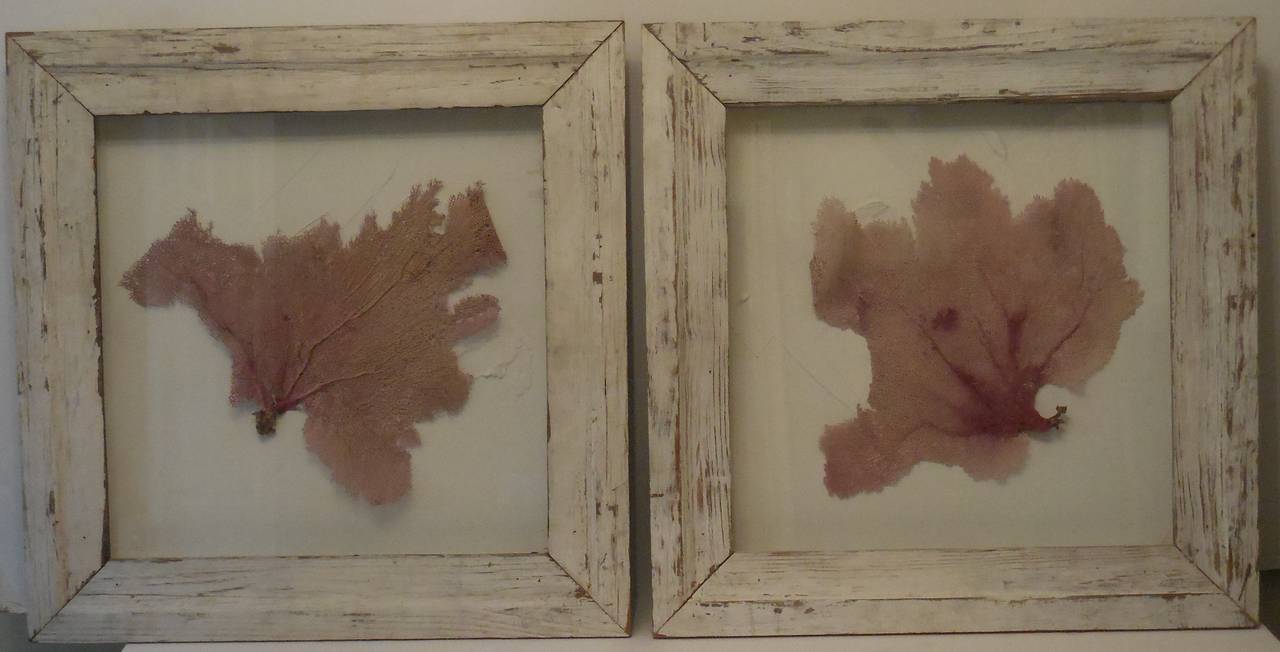 Pair of Architectural Sea Art in Shadow Box 2