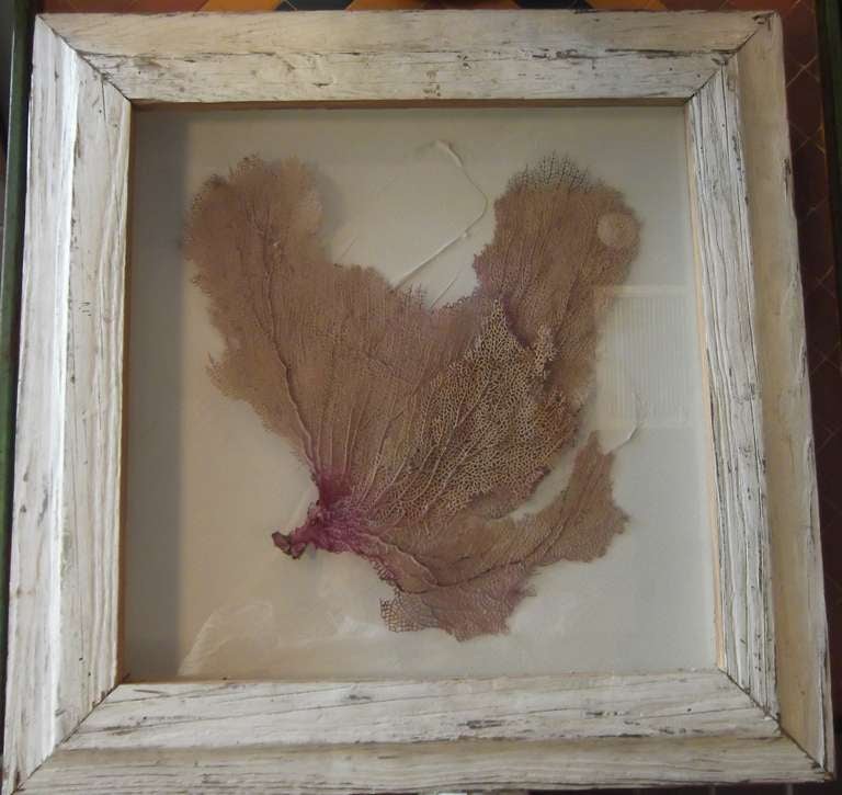Pair of Coral in Shadow Box