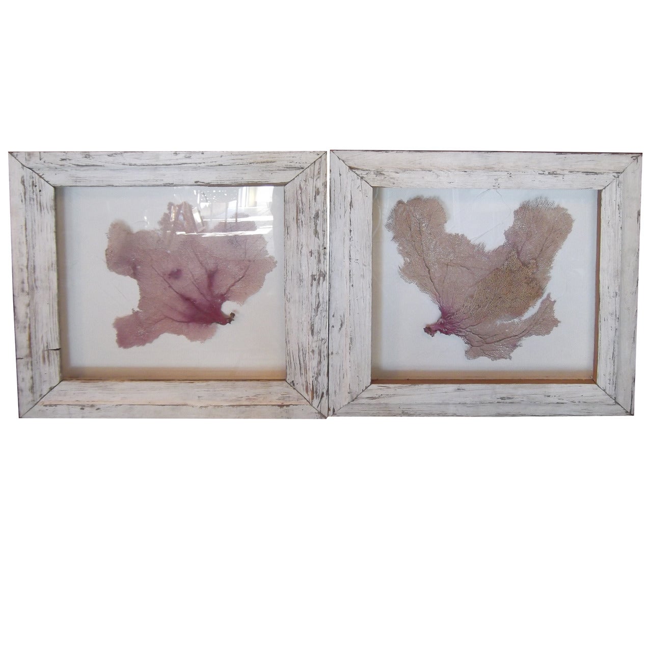 Pair of Coral in Shadow Box