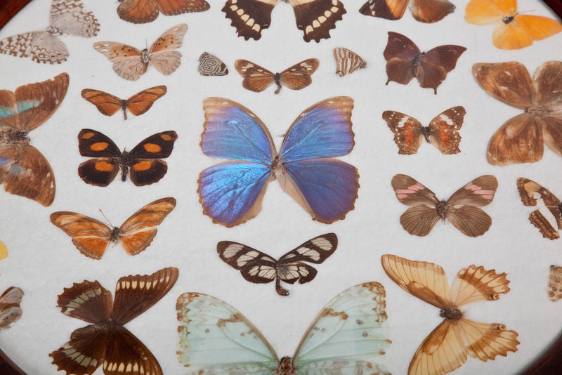 Brazilian Butterfly Specimen Table In Excellent Condition In New York, NY