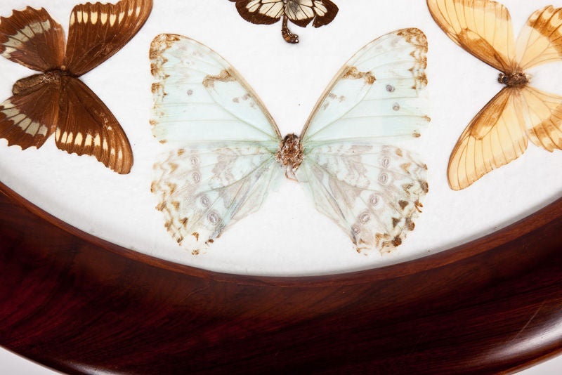 19th Century Brazilian Butterfly Specimen Table