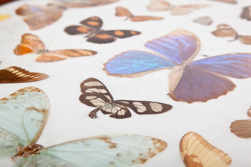 Glass Brazilian Butterfly Specimen Table