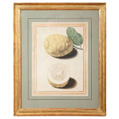 Antique Very Rare Italian Watercolor of Lemons from the Museo Cartaceo