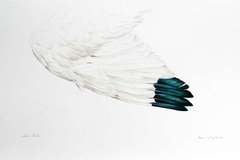 White Ibis Wing by Tony Henneberg