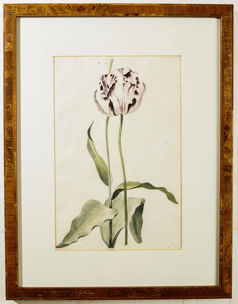 This Golden Age century Dutch watercolor of a tulip is by Laurens Vincentsz van der Vinne the Elder (1658-1729), who studied under his father and Nicolaes Berchem, before entering the Guild in 1685. He painted primarily flowers, with many of the
