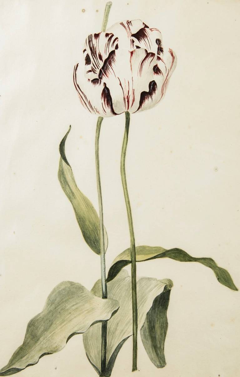 Dutch Golden Age Watercolor of a Tulip by LV van der Vinne In Excellent Condition In New York, NY