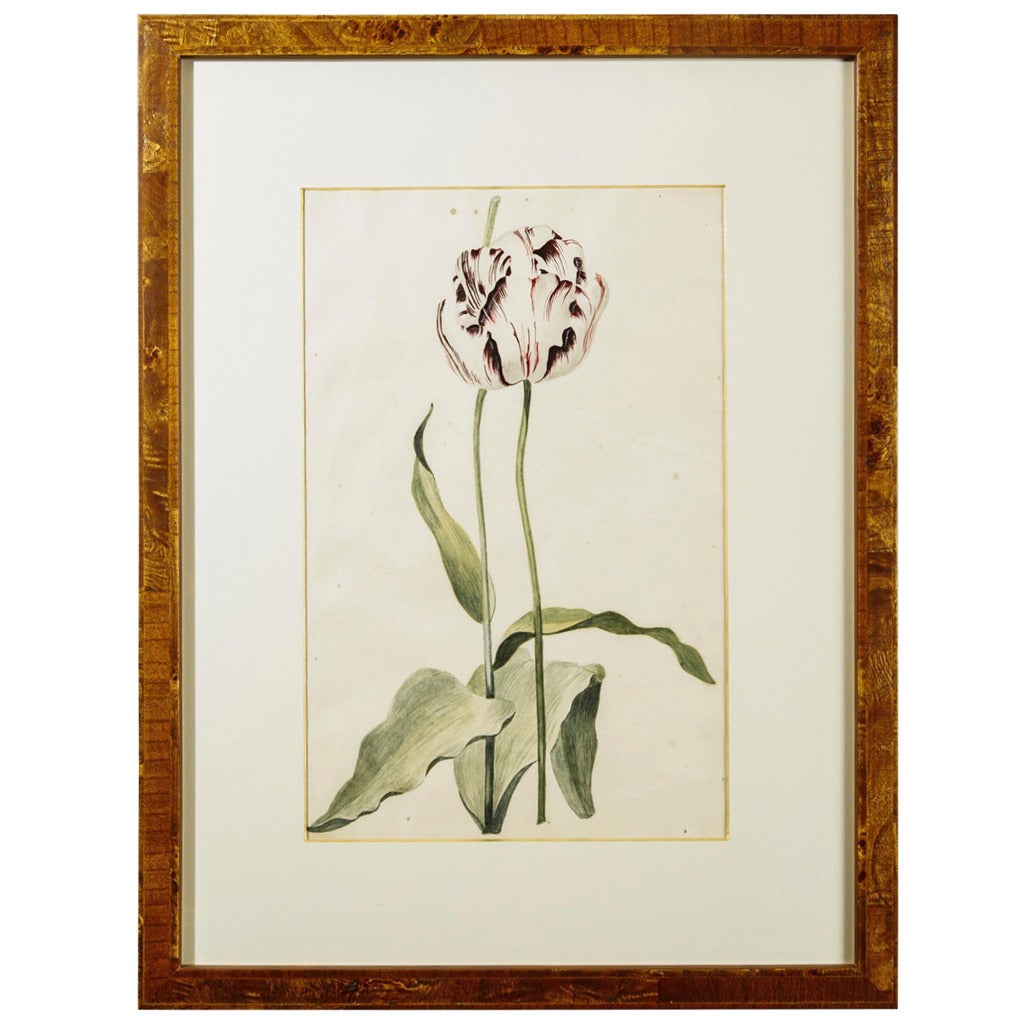 Dutch Golden Age Watercolor of a Tulip by LV van der Vinne