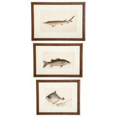 Set of Three Chinese Export Watercolors of Fish