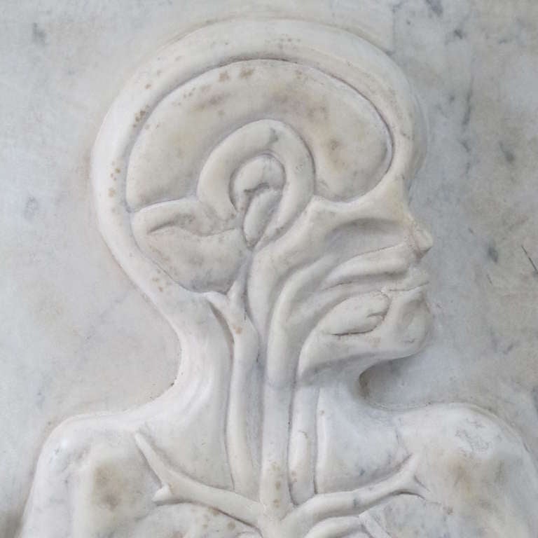 Other Marble Anatomical Sculpture by HD