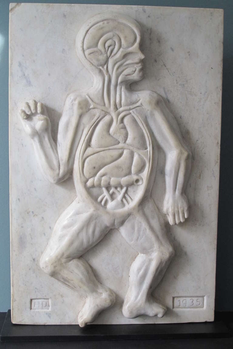 Remarkable relief carving in marble of a full figure with the internal organs revealed. The sculpture is signed HD near the bottom with a date of 1935.
This is one of a group of marble relief sculptures found near Philadelphia by a yet to be