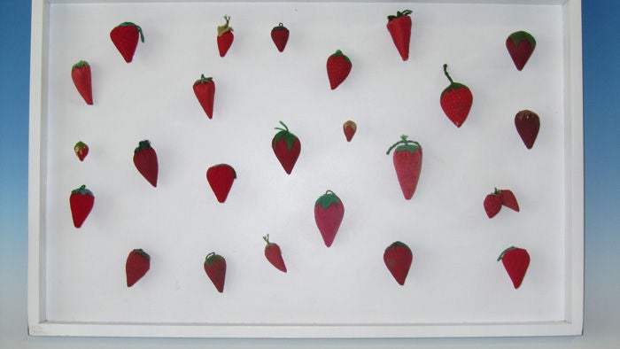 American Strawberry Collection