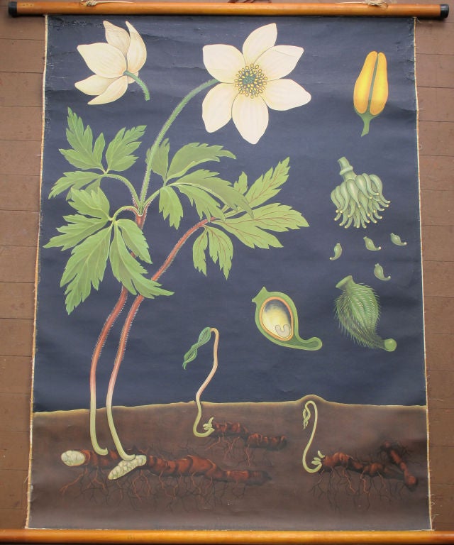 Anemone as shown from a seed, to sprout, to flowering plant and propagation.  Unusual graphic with midnight blue background setting off the organic forms. Lehrmittlverlag Hagemann, Dusseldorf.  Bosanemoon on reverse. Rolls up like a scroll.