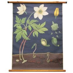 Vintage Botanical Teaching Scroll