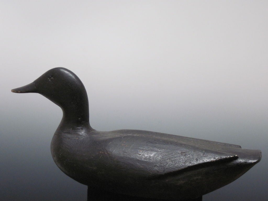 Classic Gus Wilson black duck with carved raised wings with old paint.  Maine.