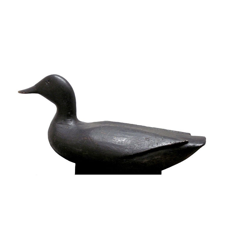 Gus Wilson Black Duck