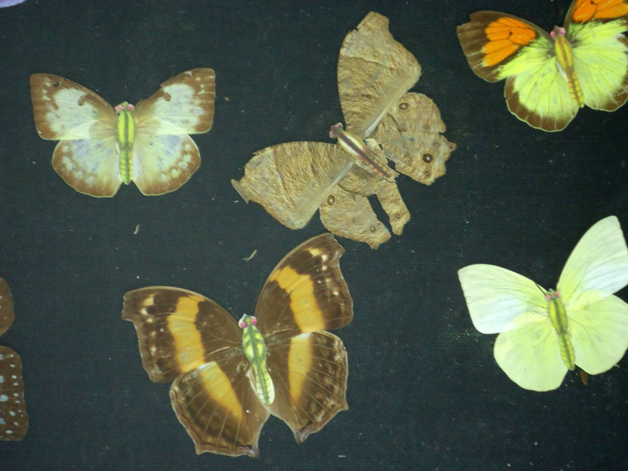Unusual Japanned specimen display case from the Edwardian era. Displayed on black cloth each butterfly is composed of a paper lithographed body with real butterfly wings. 
In excellent vintage condition with minor issues commiserate with age and