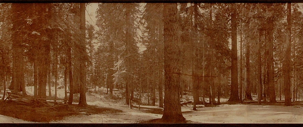 American Classical Panorama Mariposa Grove Yosemite Howard Clinton Tibbitts, circa 1890