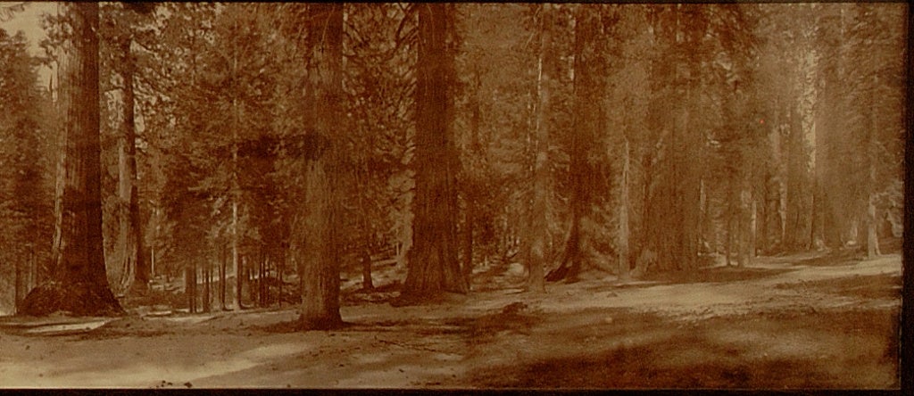 American Panorama Mariposa Grove Yosemite Howard Clinton Tibbitts, circa 1890