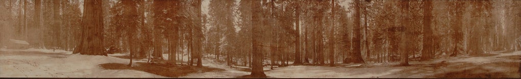 Panorama Mariposa Grove Yosemite Howard Clinton Tibbitts, circa 1890 In Excellent Condition In Camden, ME