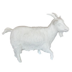Goat (full size) for advertising