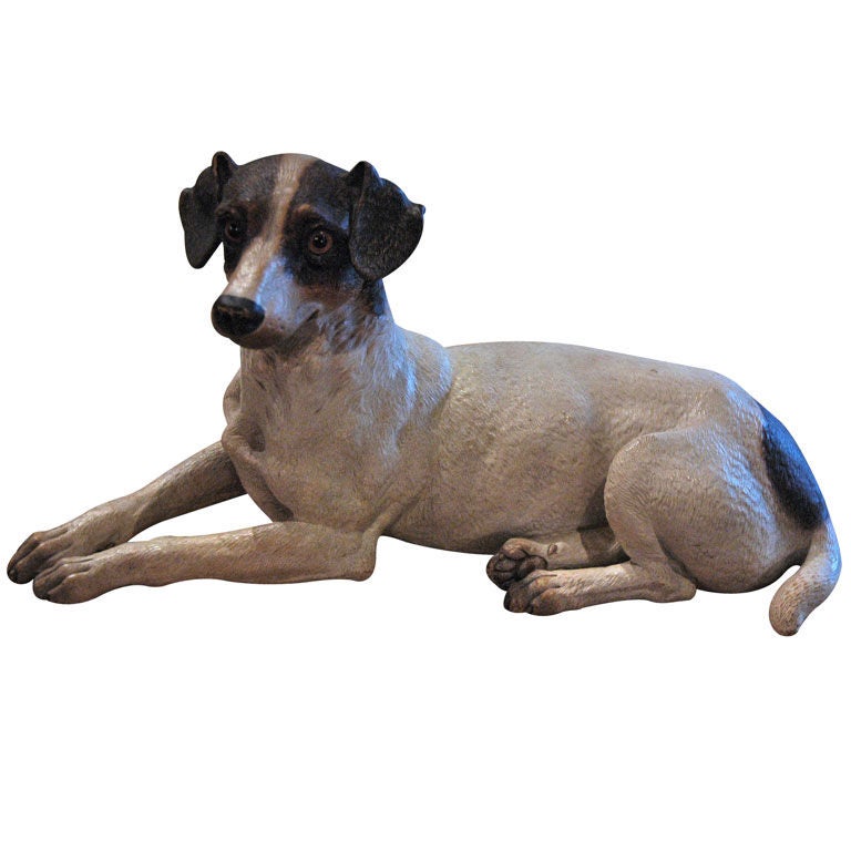 Jack Russell Terrier For Sale