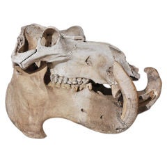 Trophy from Africa
