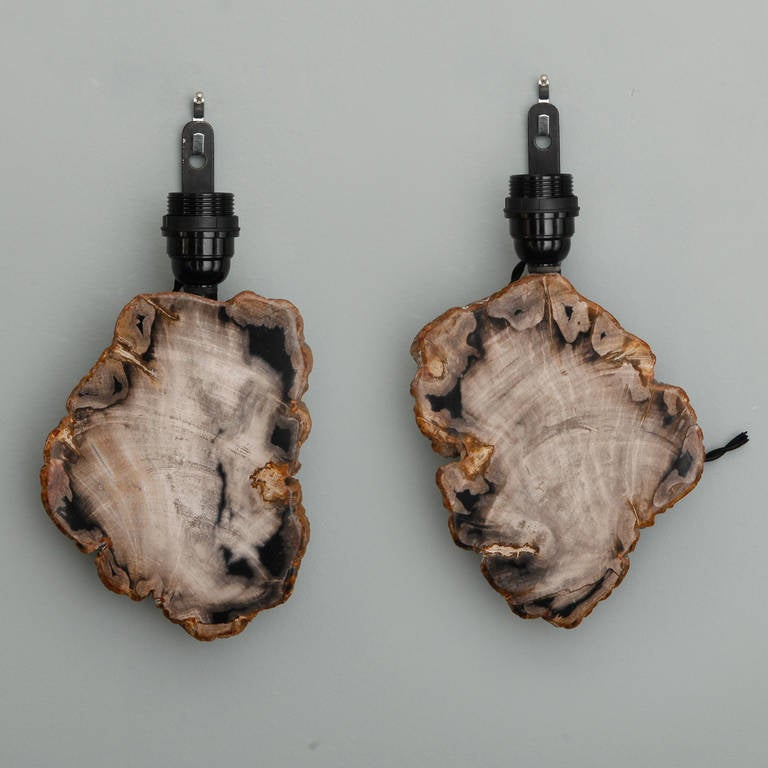 Small slabs of petrified and polished wood form the bases of these wall appliques. Found in France. New electrical wiring for US standards. Sold and priced as a pair.