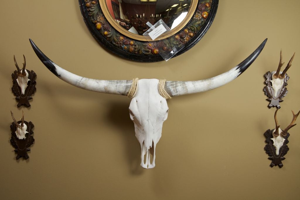 Bleached steer skull and polished, black tipped horns.