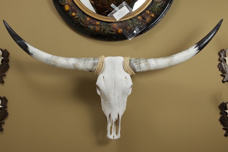 steer skull with horns