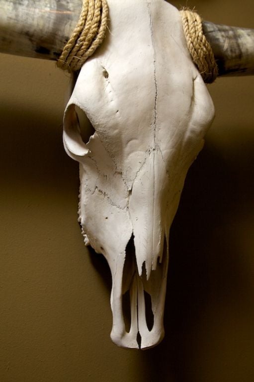 American Memento Mori Steer Skull with Horns