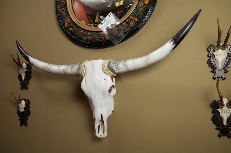 Contemporary Memento Mori Steer Skull with Horns