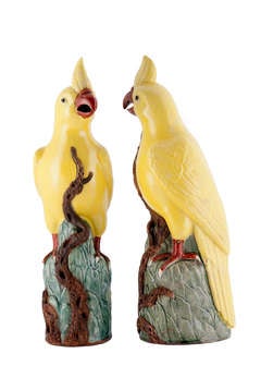 Pair of  Chinese Yellow Parrots.