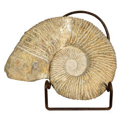 Ammonite Fossil on Stand