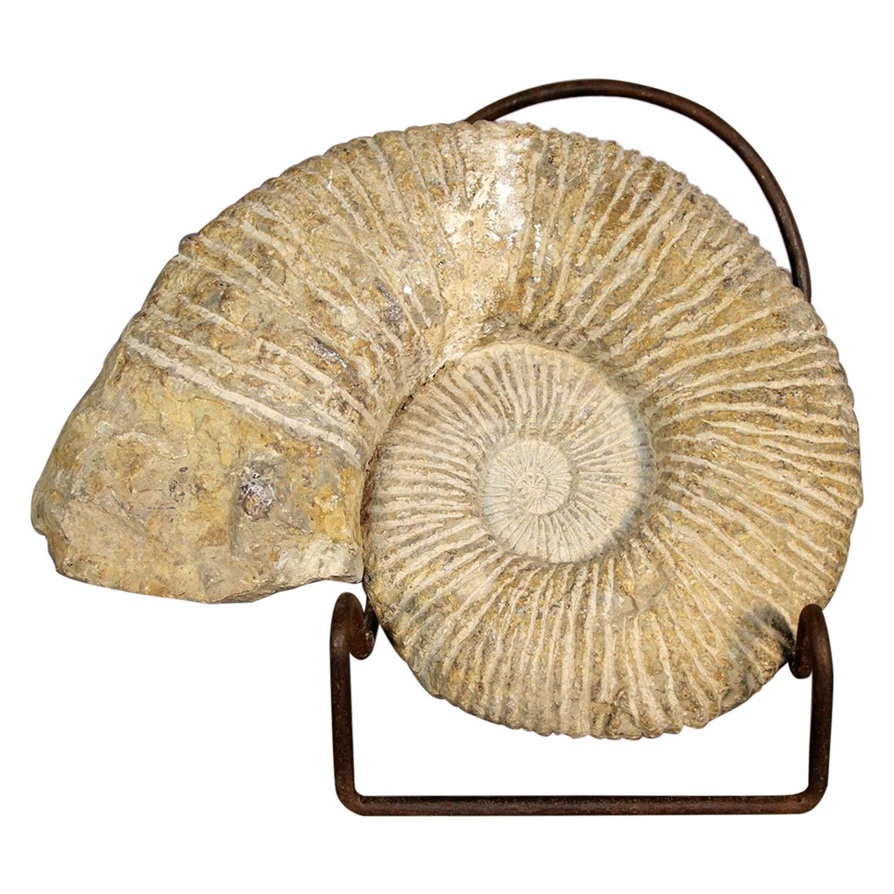 Ammonite Fossil on Stand For Sale