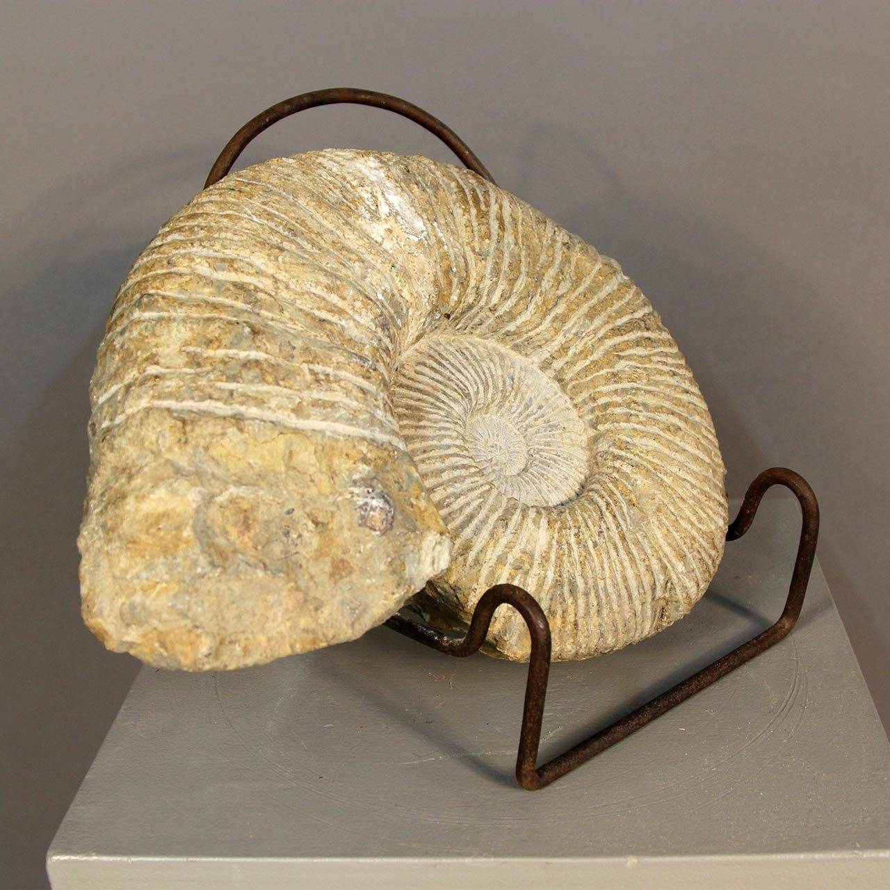 ammonite on stand