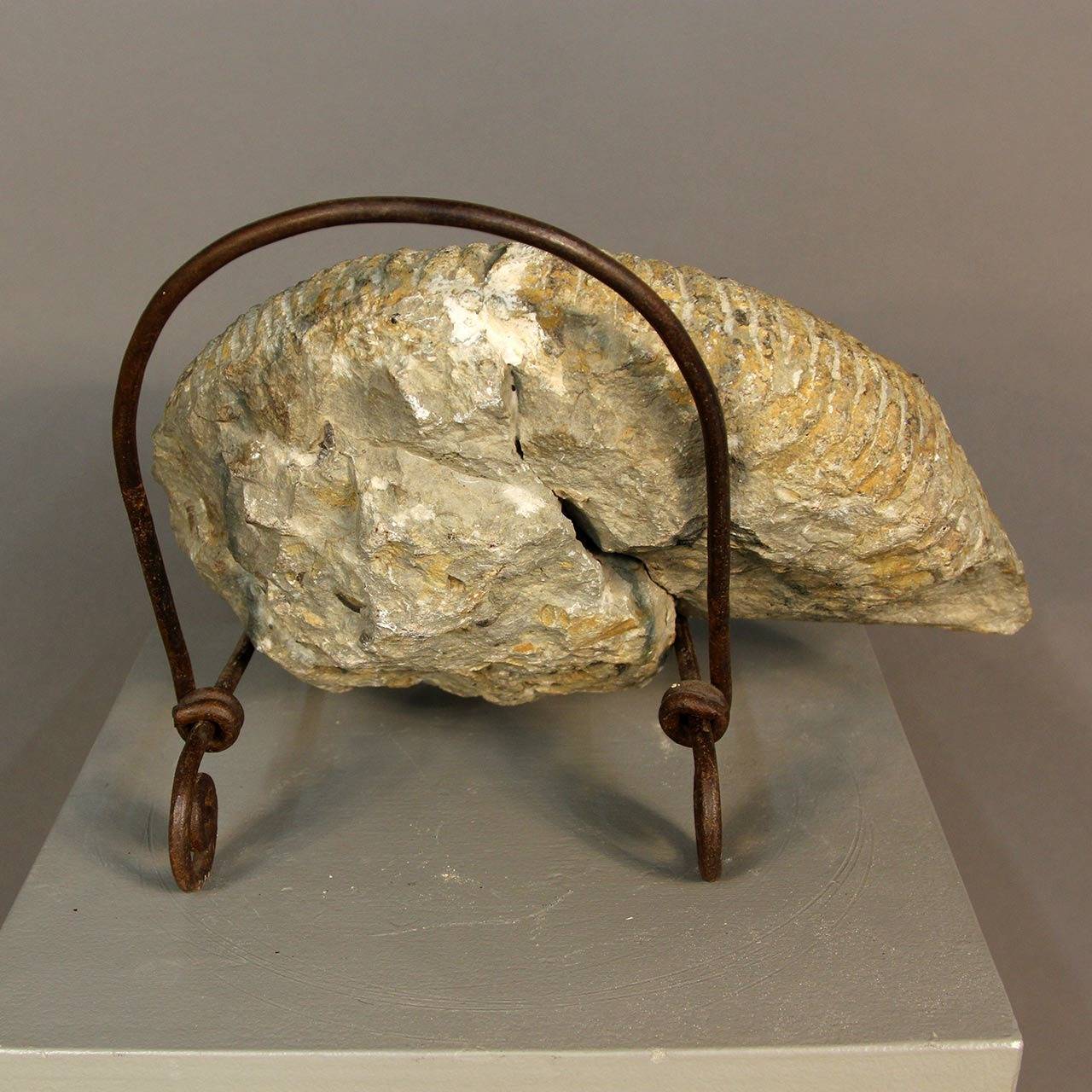 Beautiful fossilized ammonite specimen. Gorgeous detail, very nice piece. Has repaired crack as seen in images. Sits on iron stand.