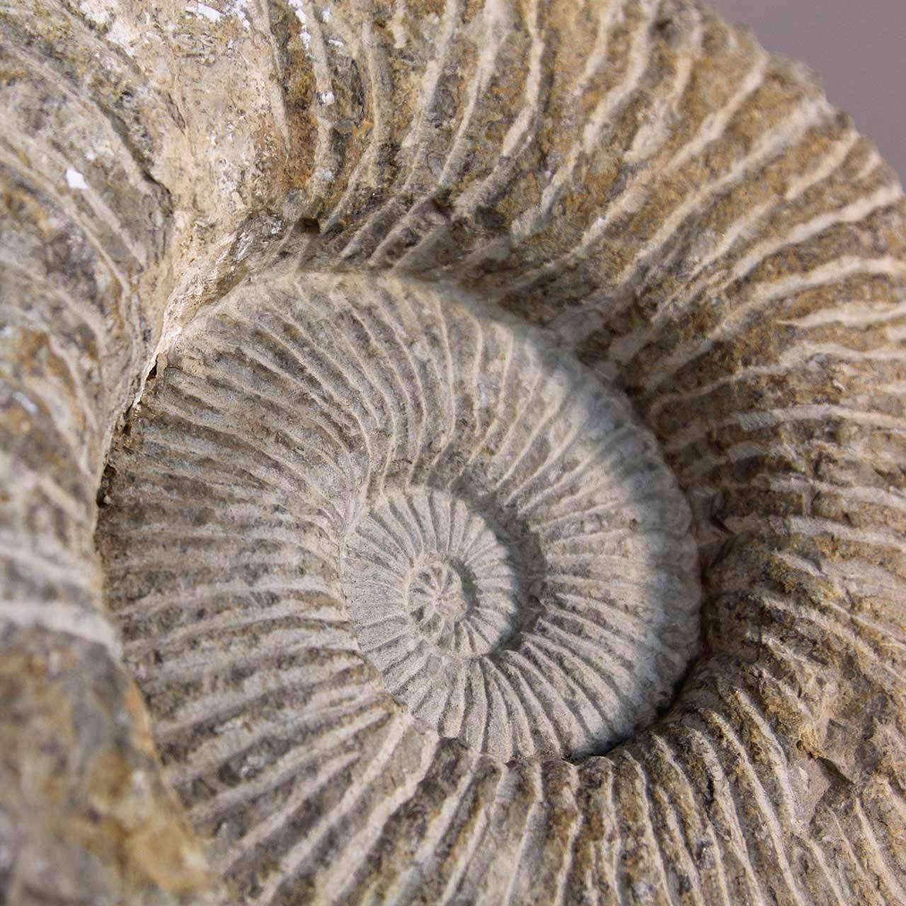 ammonite stand